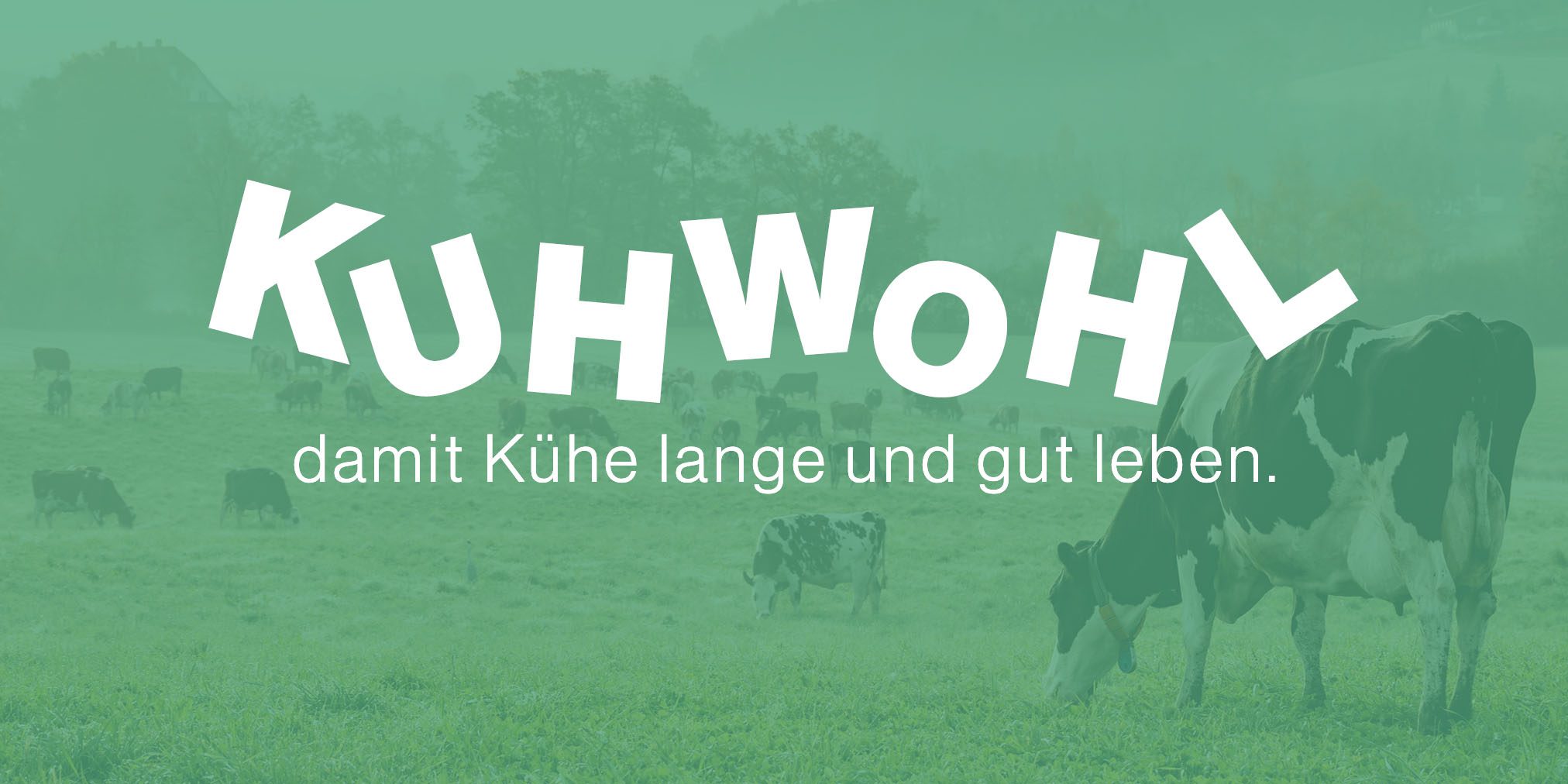 kuhwohl-header3